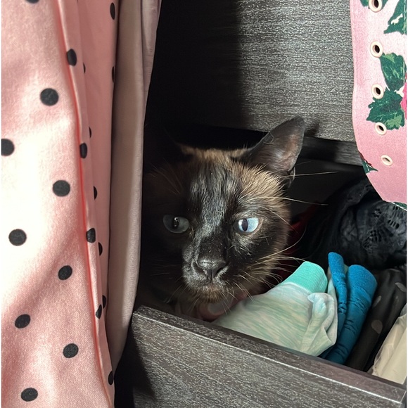 Meet your Posher, Kitten - Picture 4 of 4